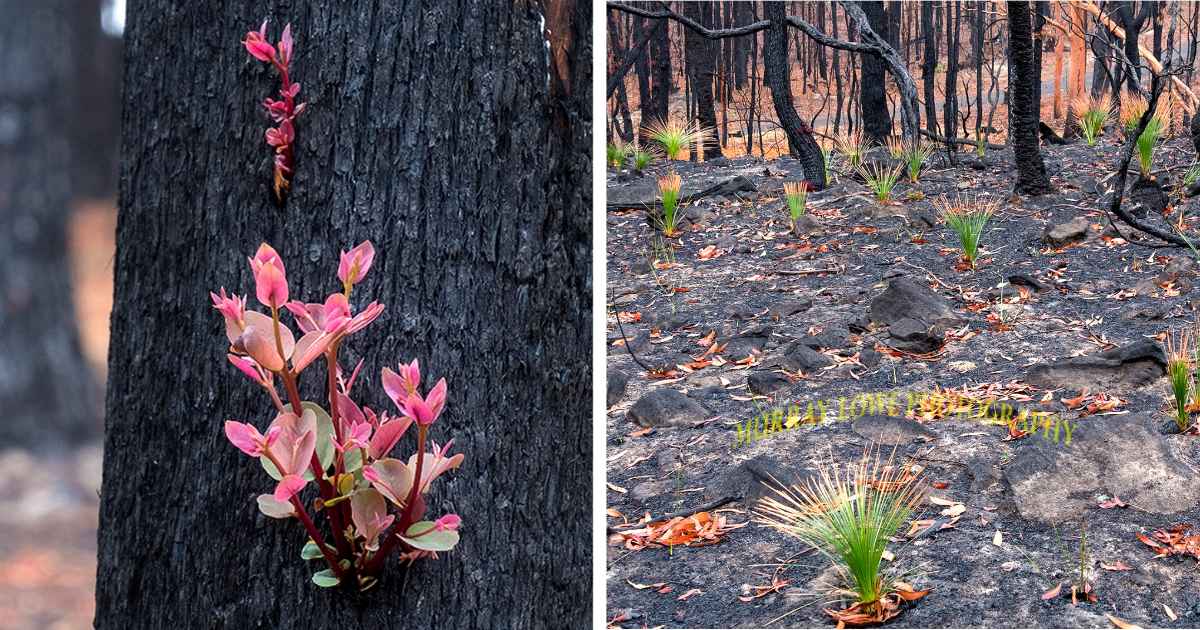 australian-fires-2020