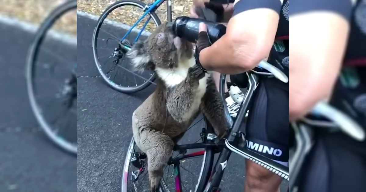koala-australia-fire