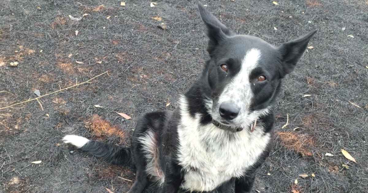 border-collie-rescues-sheeps