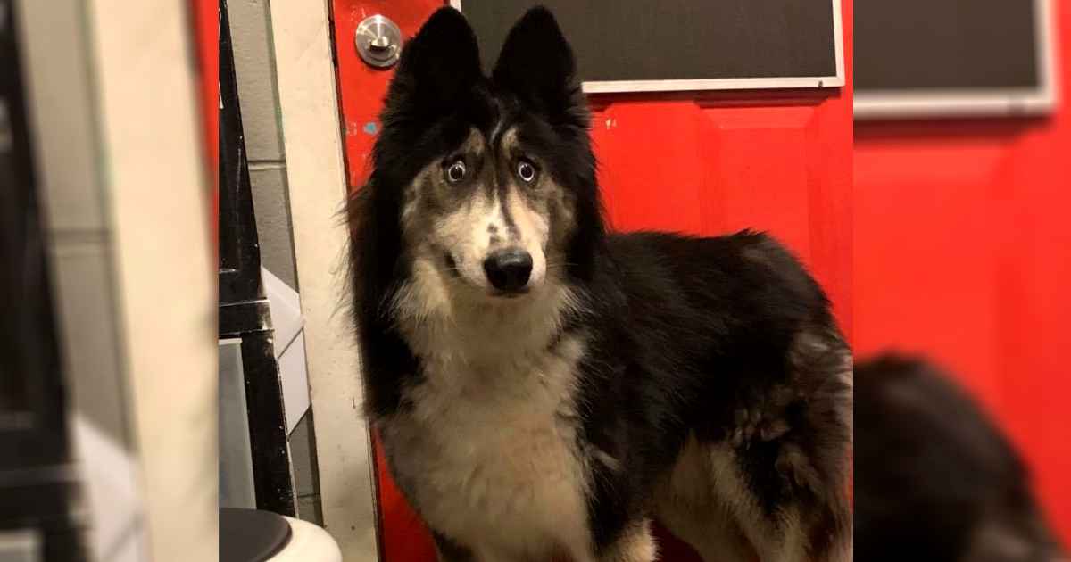 Cross eyed husky