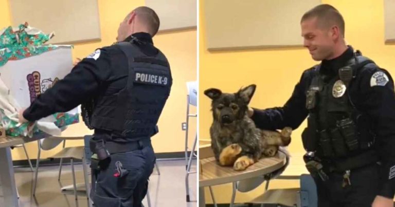 police-officer-k-9-surprise