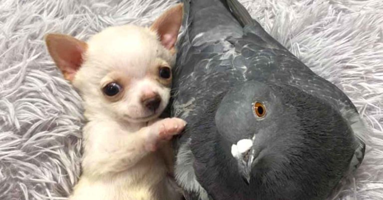 puppy-pigeon-friends