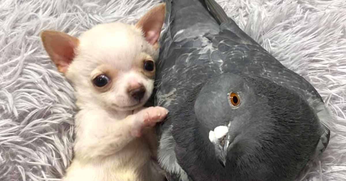 puppy-pigeon-friends