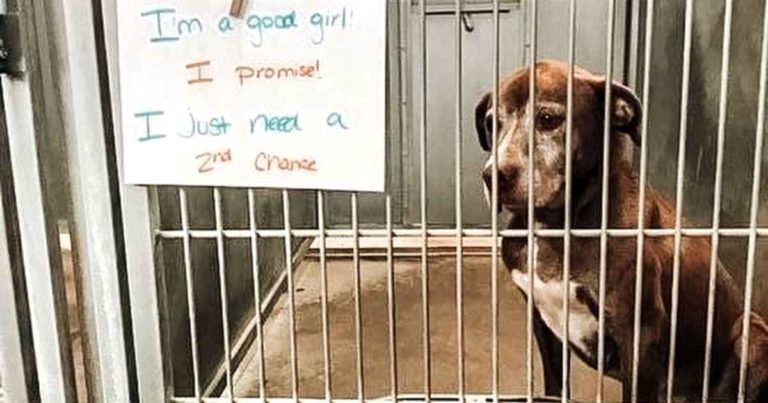 ginger-shelter-dog