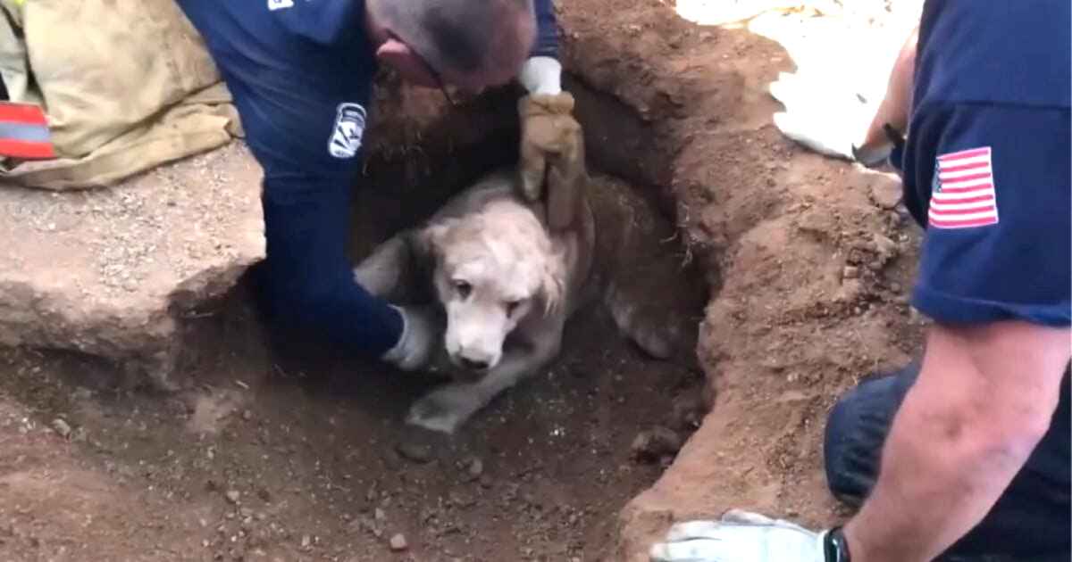 firefighters-save-golden-retriever