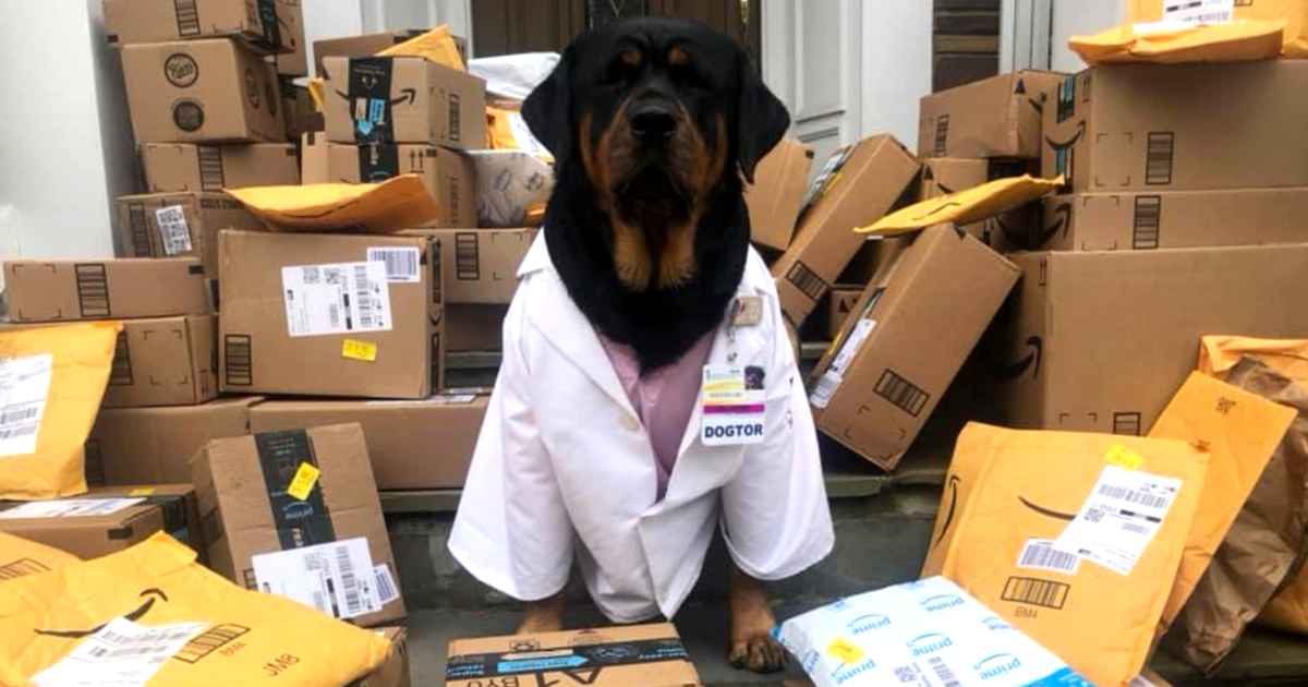 dogtor-loki