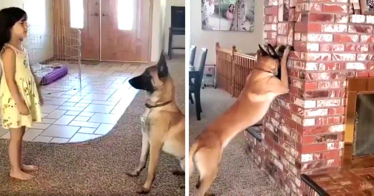 dog-plays-hide-and-seek-with-little-girl