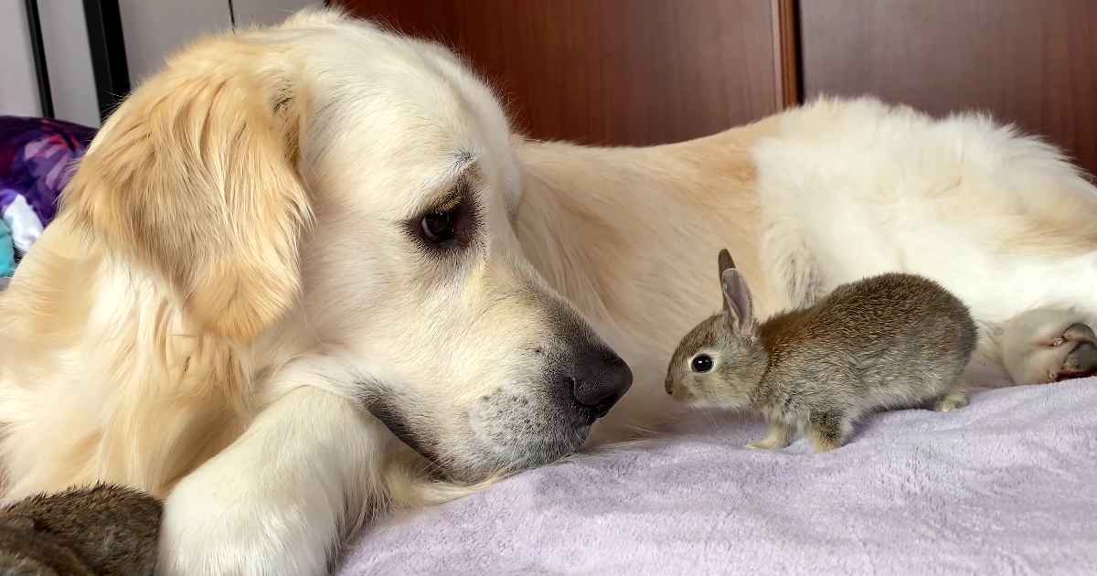 golden-retriever-and-baby-bunnies