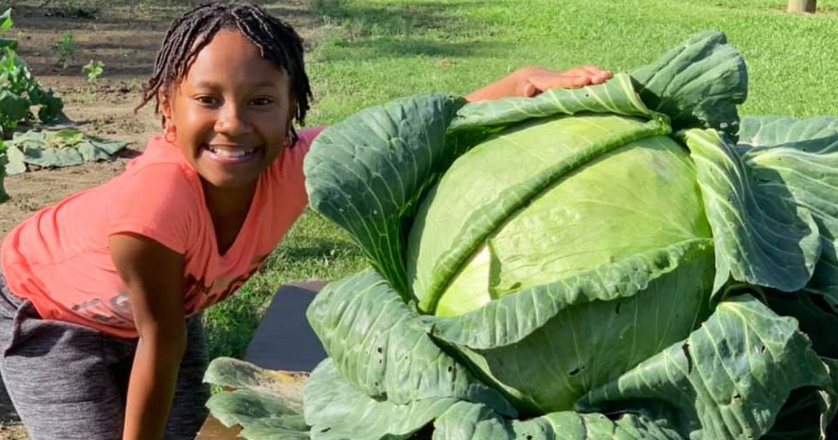 biggest-cabbage-kyra-sutton