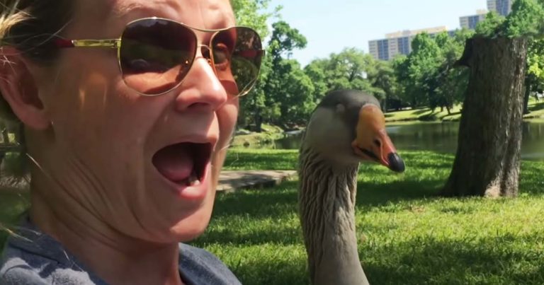 honk-the-goose