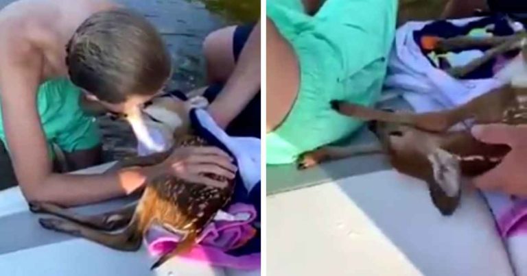 man-gives-cpr-to-deer