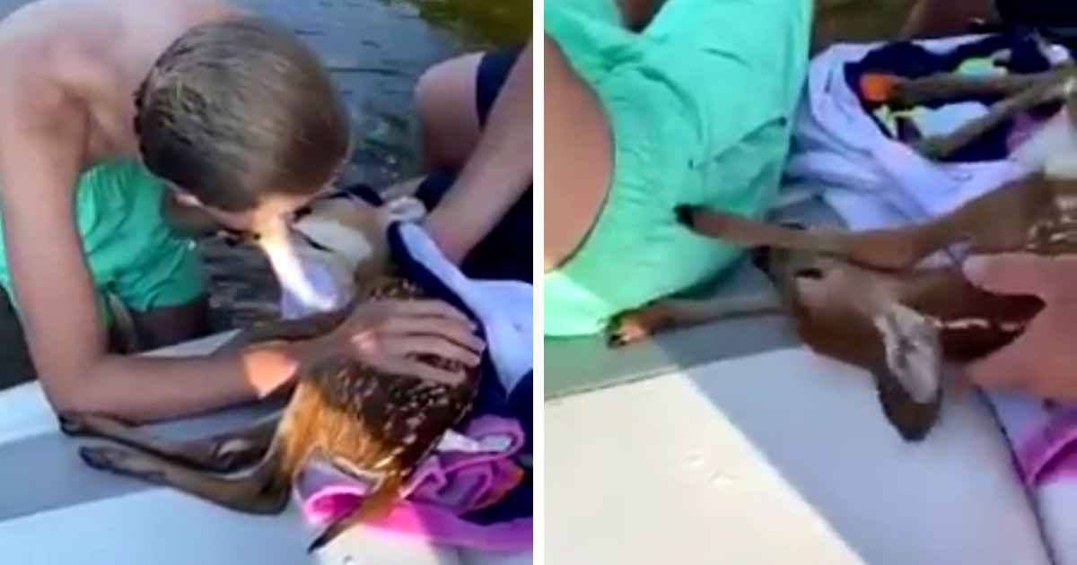 man-gives-cpr-to-deer