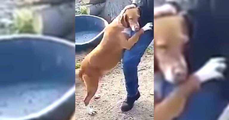 shelter-dog-hugs-journalist