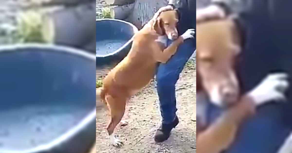shelter-dog-hugs-journalist