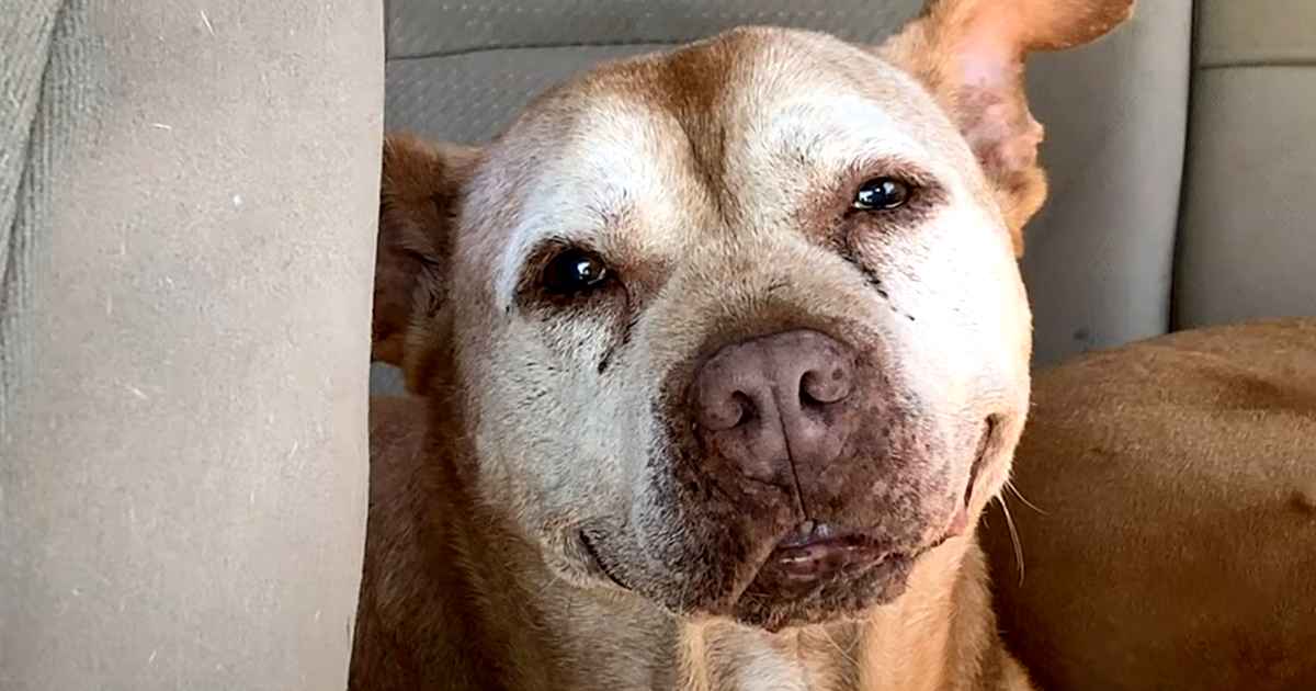 smiling-pitbull-poe