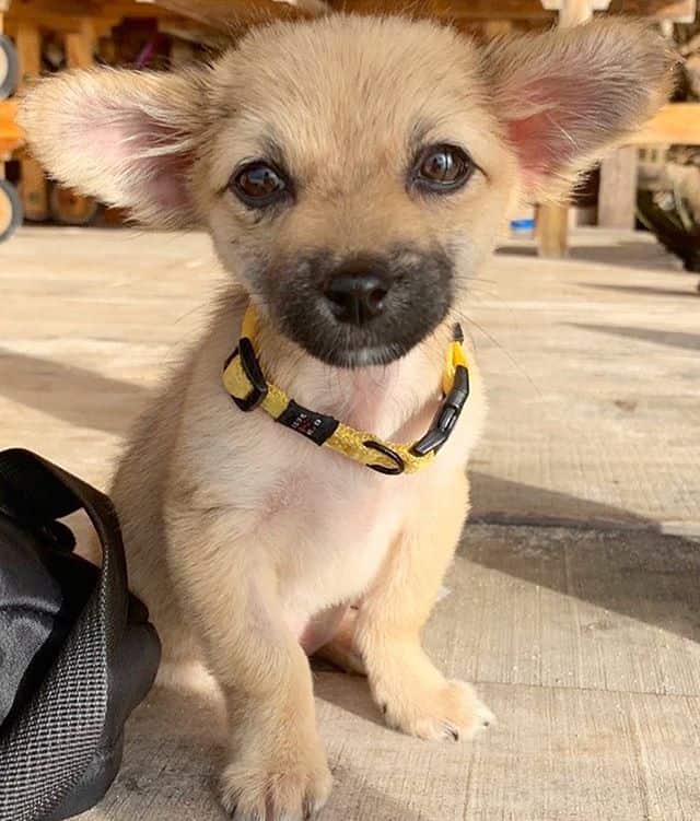 stevie-the-bali-dog-4