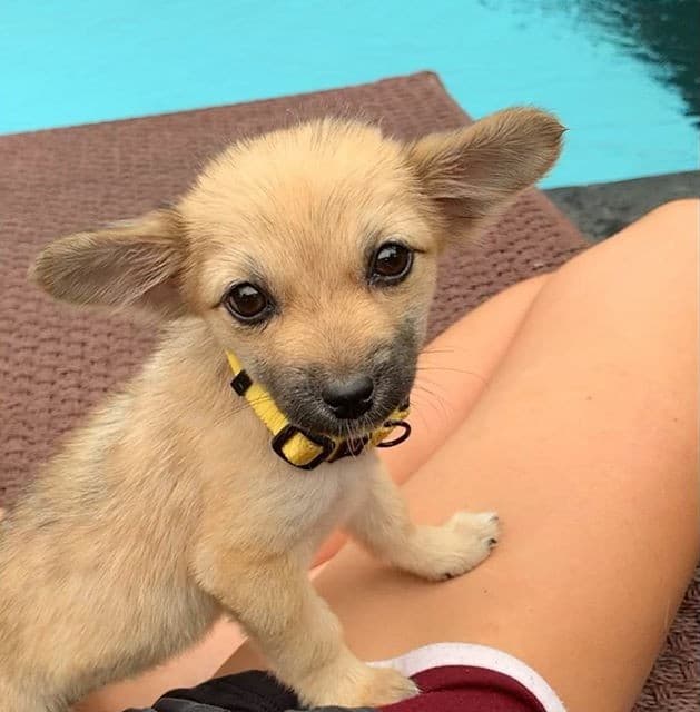 stevie-the-bali-dog-5