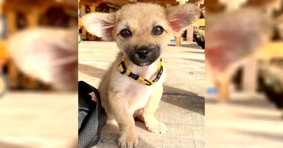 stevie-the-bali-dog