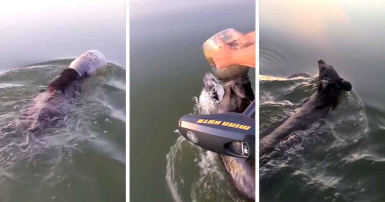 boaters-save-bear