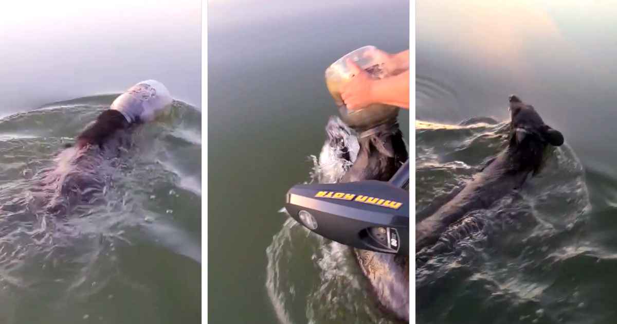 boaters-save-bear