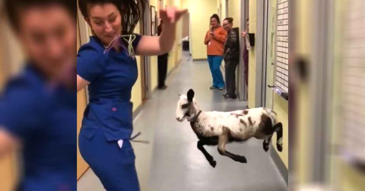 dancing-lamb-ursula