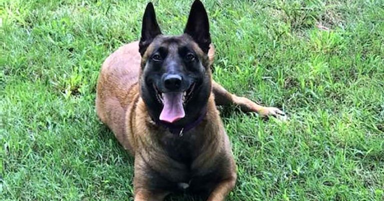 dog-saves-neighbors-from-fire
