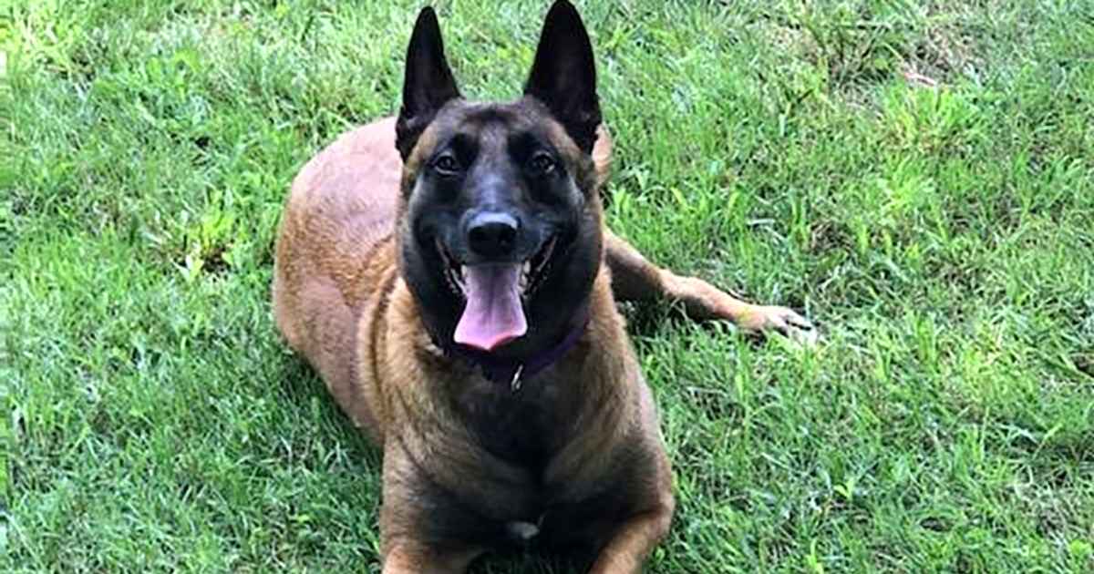 dog-saves-neighbors-from-fire