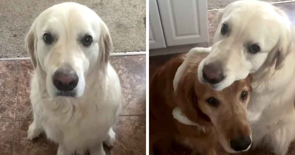 dog-says-sorry-with-a-hug
