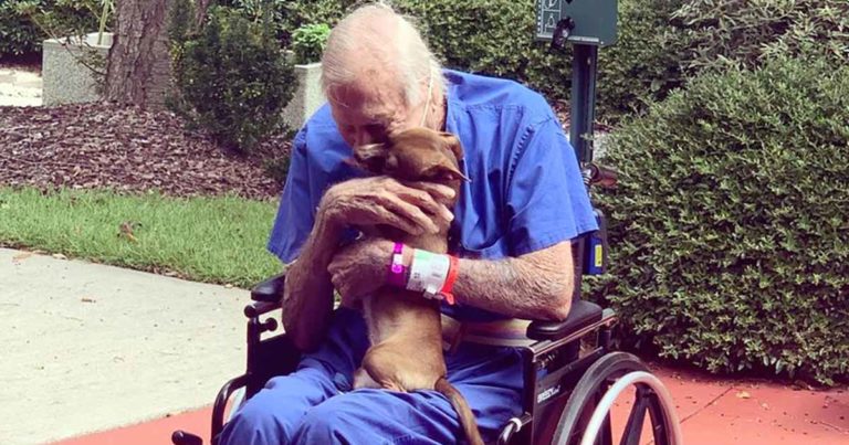 chihuahua-saves-owner-having-stroke