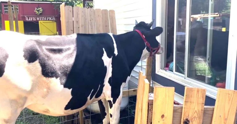 cow-hugs-owner