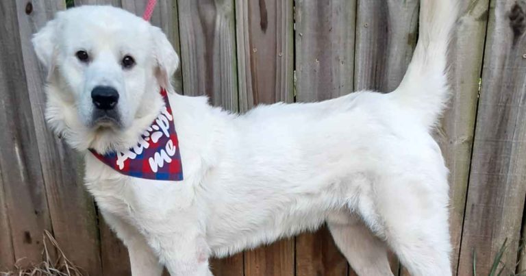 dog-rescues-volunteer-big-fluffy-dog-rescue