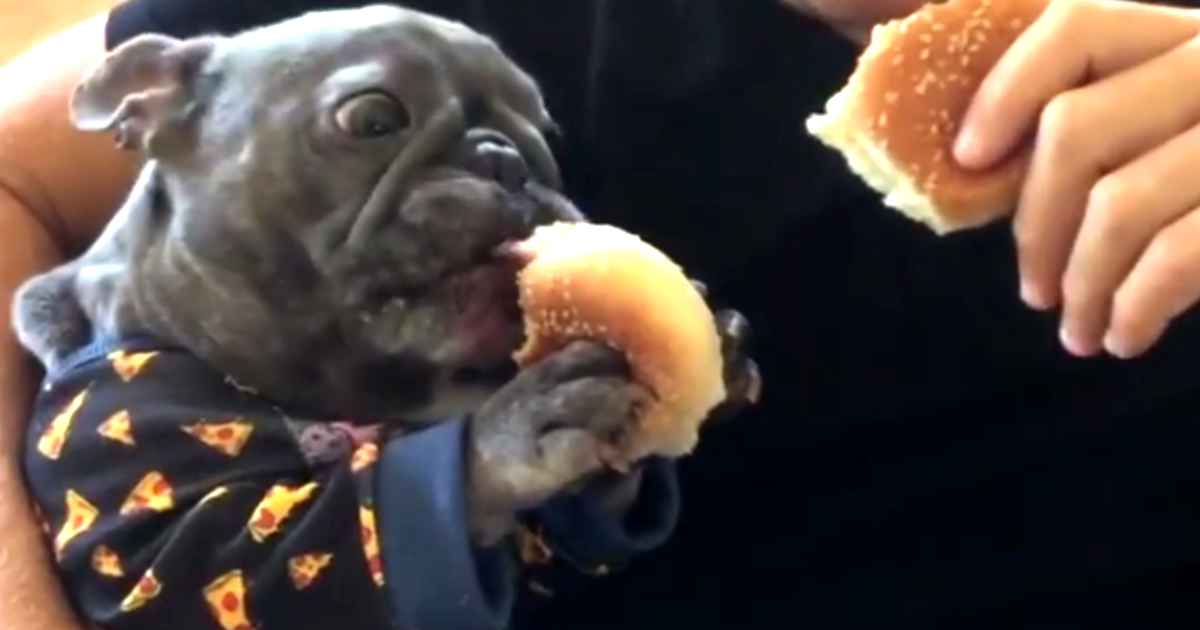 french-bulldog-eats-like-human-bluenjy