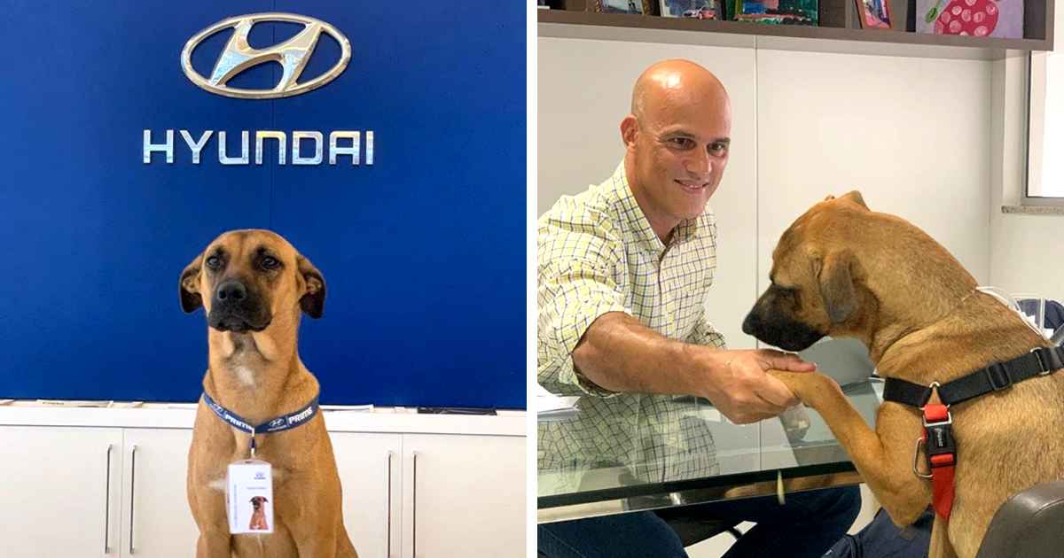 hyundai-gives-job-to-dog