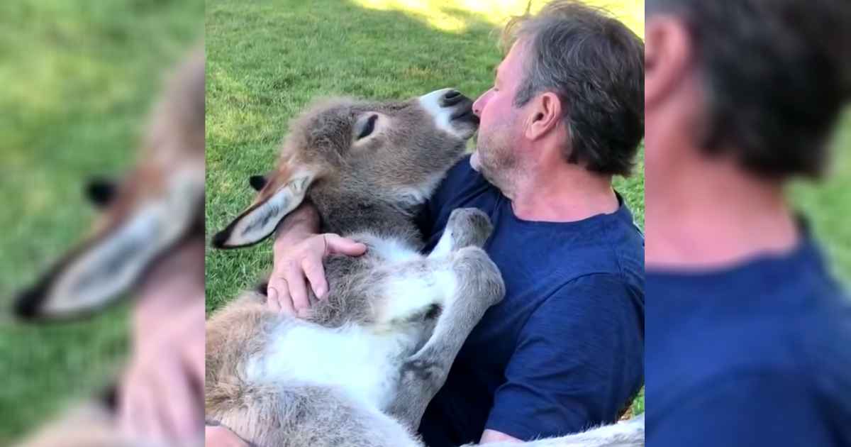 man-sings-donkey-to-sleep