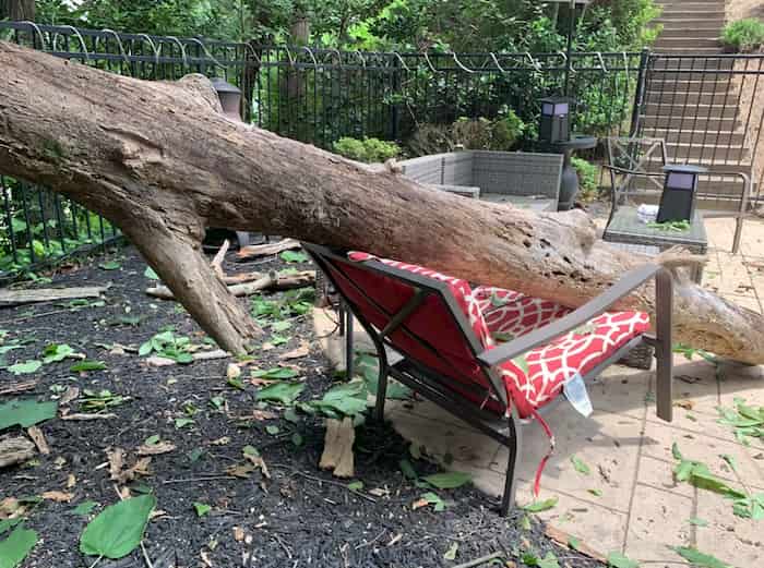 son-saves-mom-from-falling-tree-2