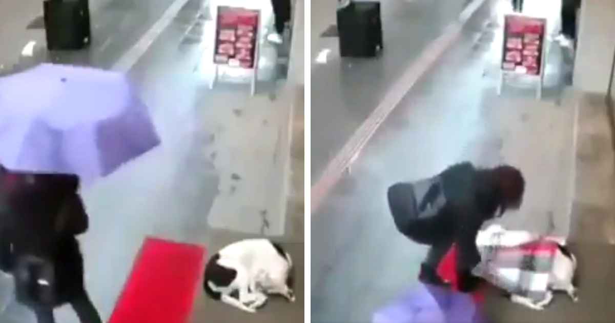 woman-gives-dog-her-scarf