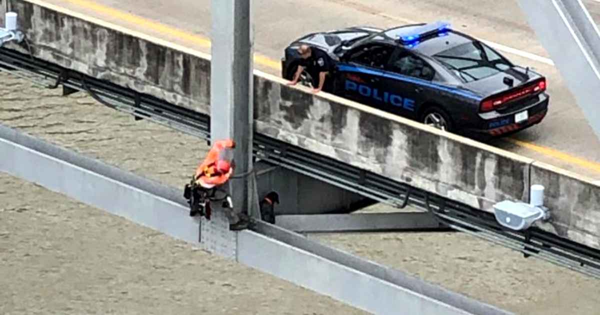 bridge-inspector-rescues-dog