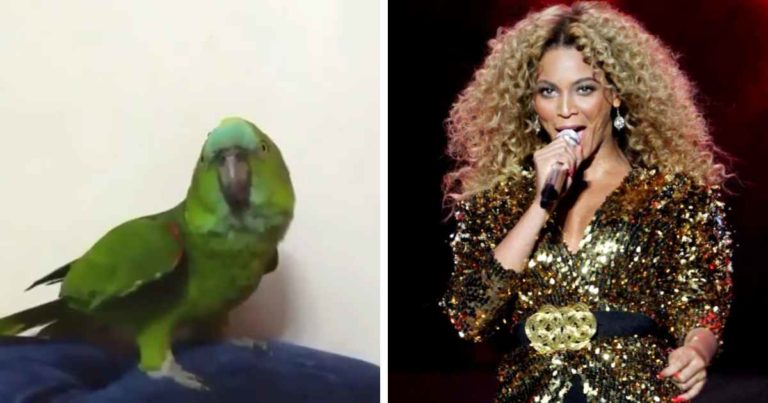 parrot-mimic-beyonce