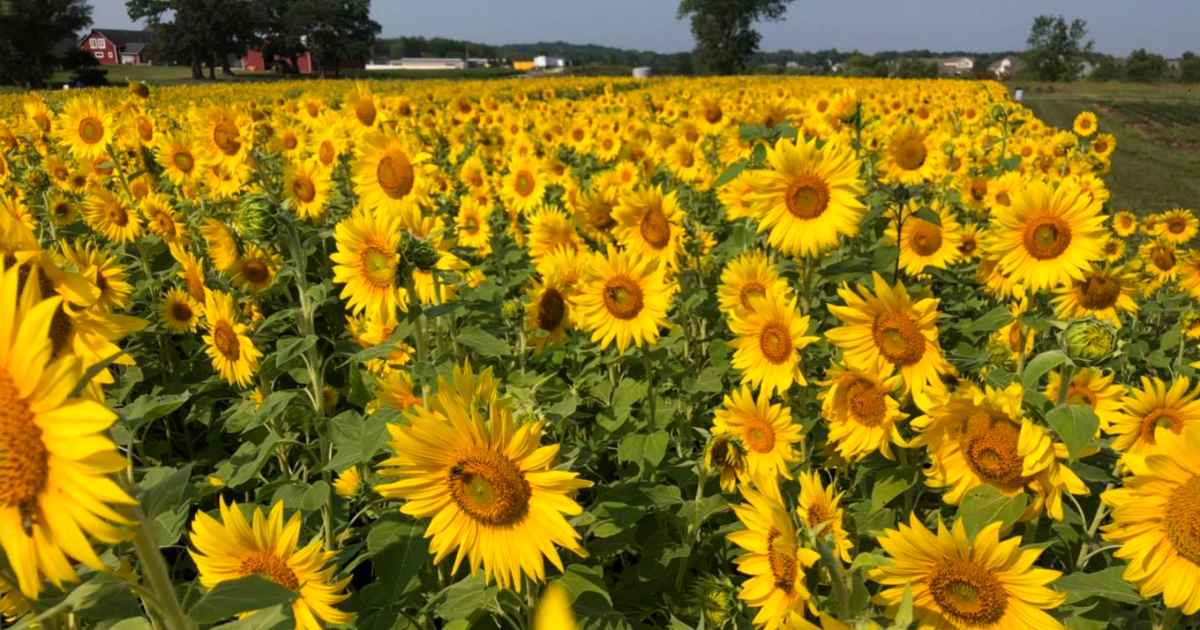 thompson-strawberry-farm-sunflowers