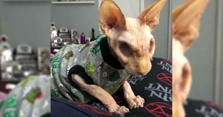 cat-with-no-eyes-and-no-hair-jasper