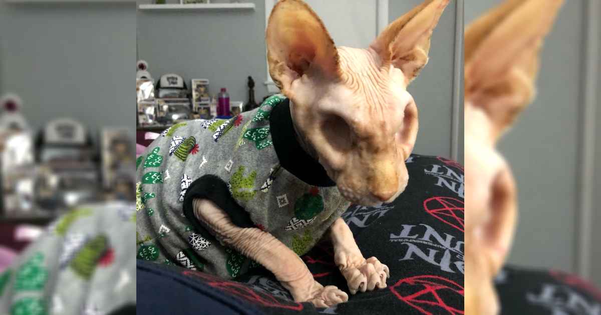 cat-with-no-eyes-and-no-hair-jasper
