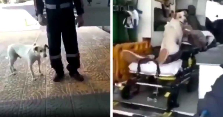 dog-won't-leave-owner