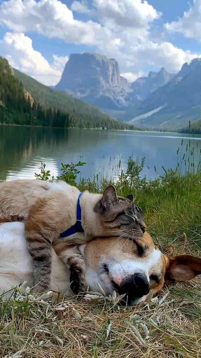 henry-and-baloo-friendship-3