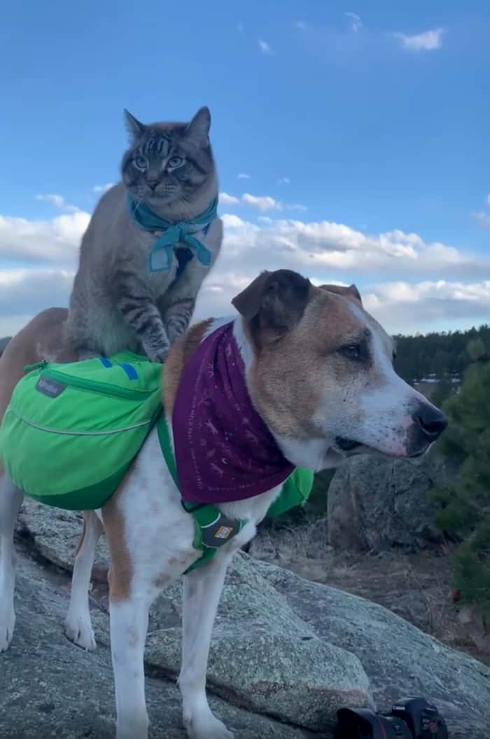 henry-and-baloo-instagram