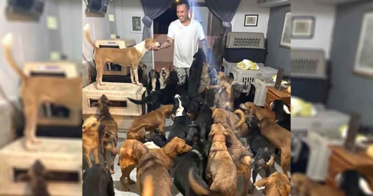 ricardo-pimentel-dogs