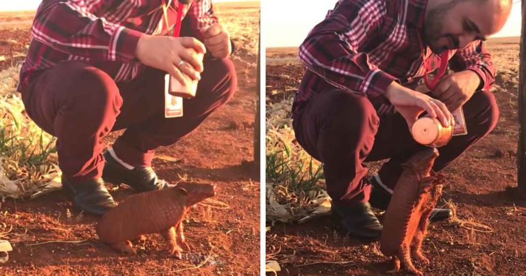 thirsty-armadillo-flags-down-man-for-water