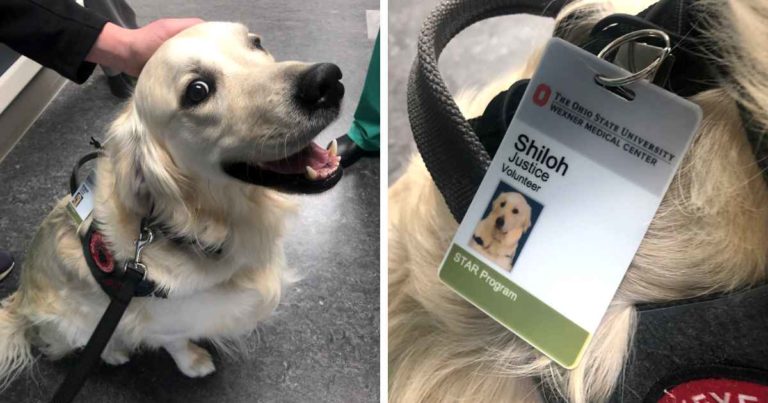 hospital-hires-dog-as-justice-volunteer