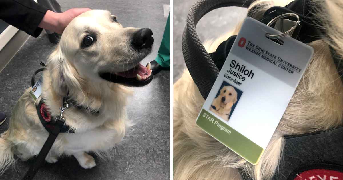 hospital-hires-dog-as-justice-volunteer