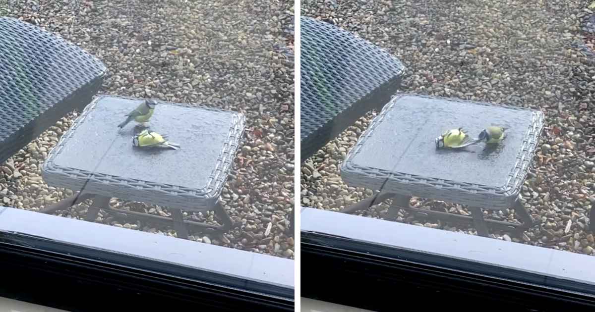 bird-revive-dying-friend