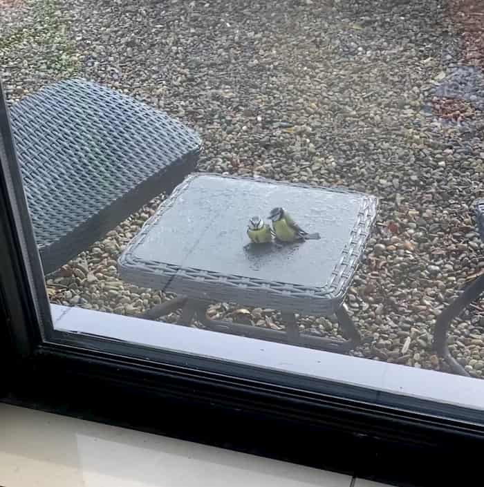 bird-reviving-another-bird-2